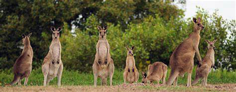 Kangaroo Wallaby 1a