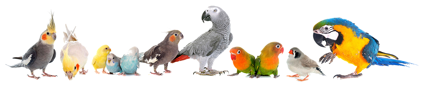 Nursery different types of bird pets