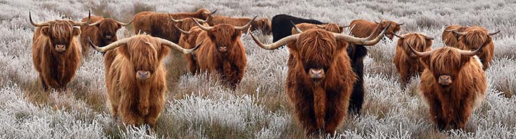 highlander cattle 1