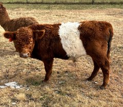 JL-Red-Belted-Galloway-Bull.jpeg